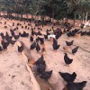 鸡养殖场
