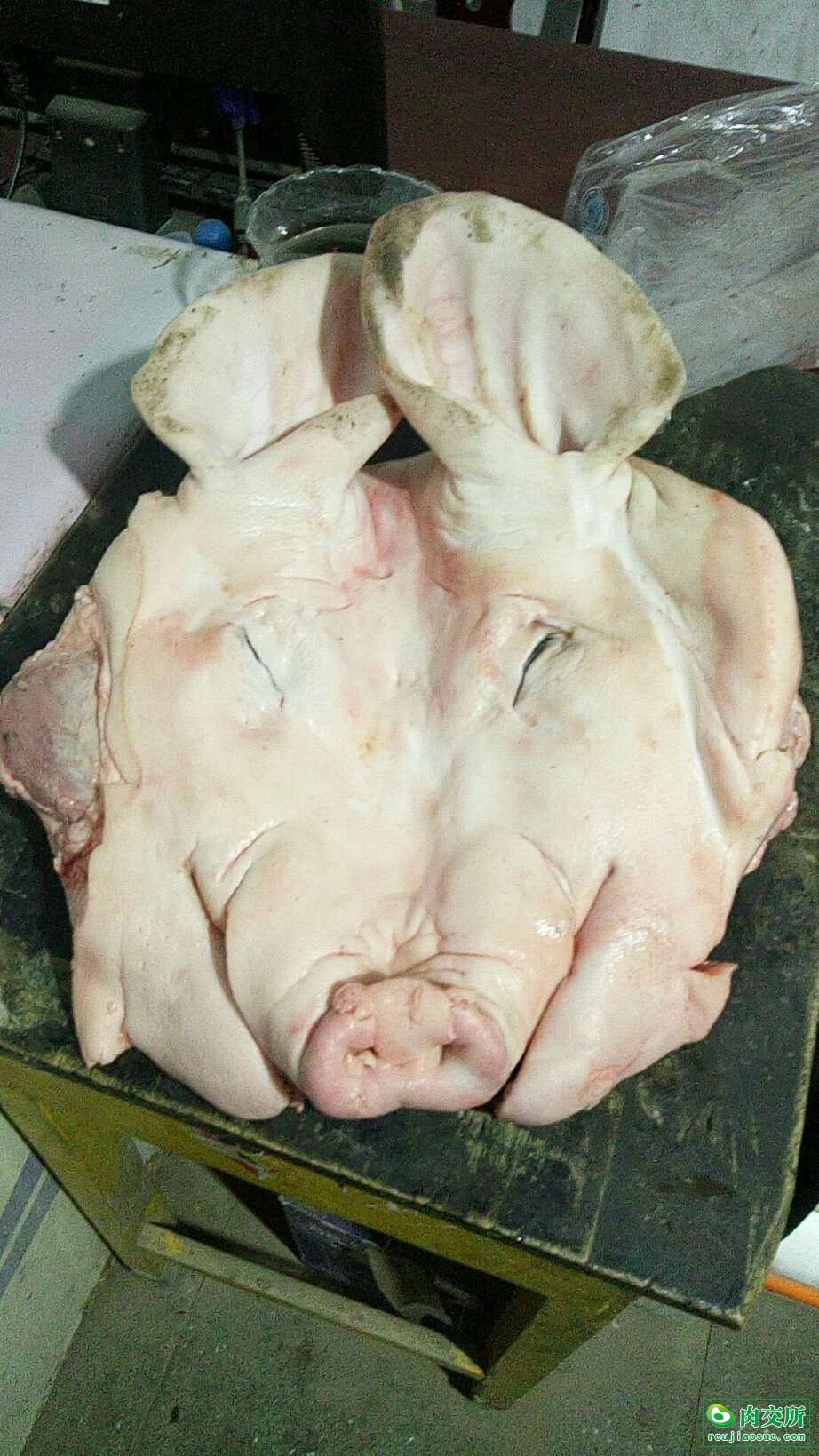国产猪头