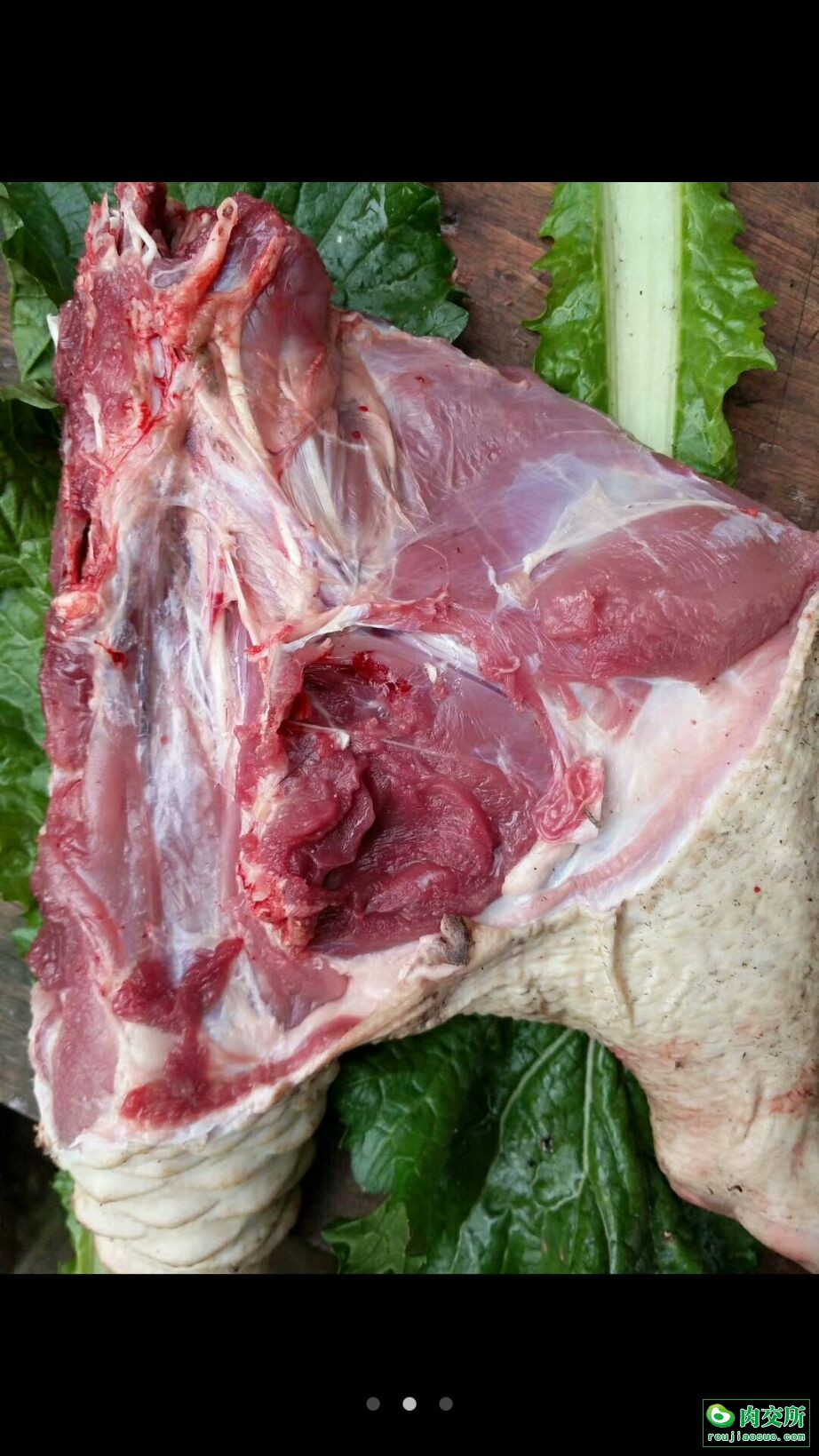 豪猪肉