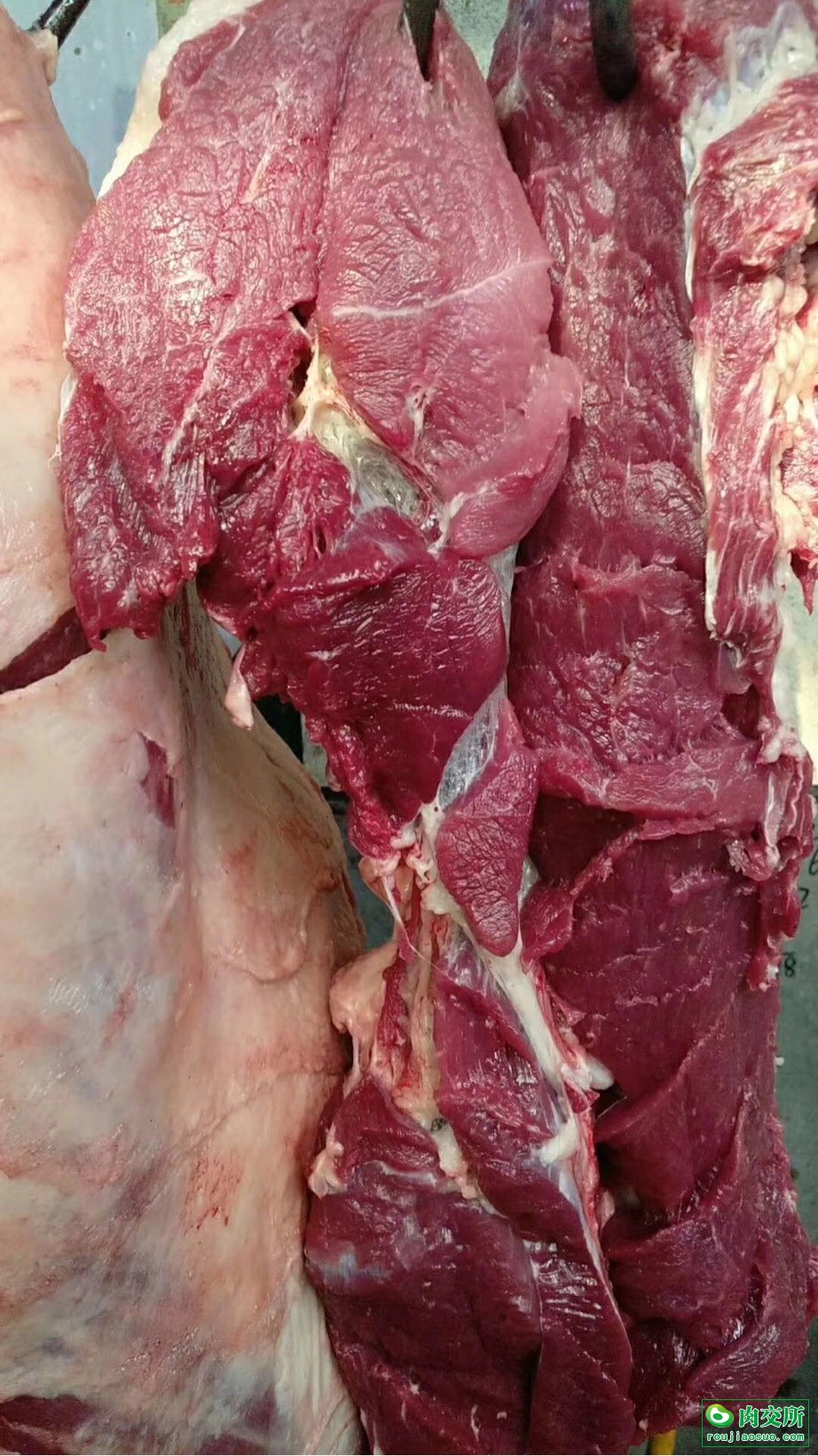 鲜马肉 