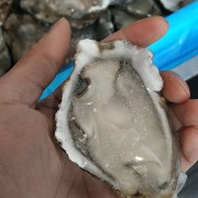 半壳牡蛎
