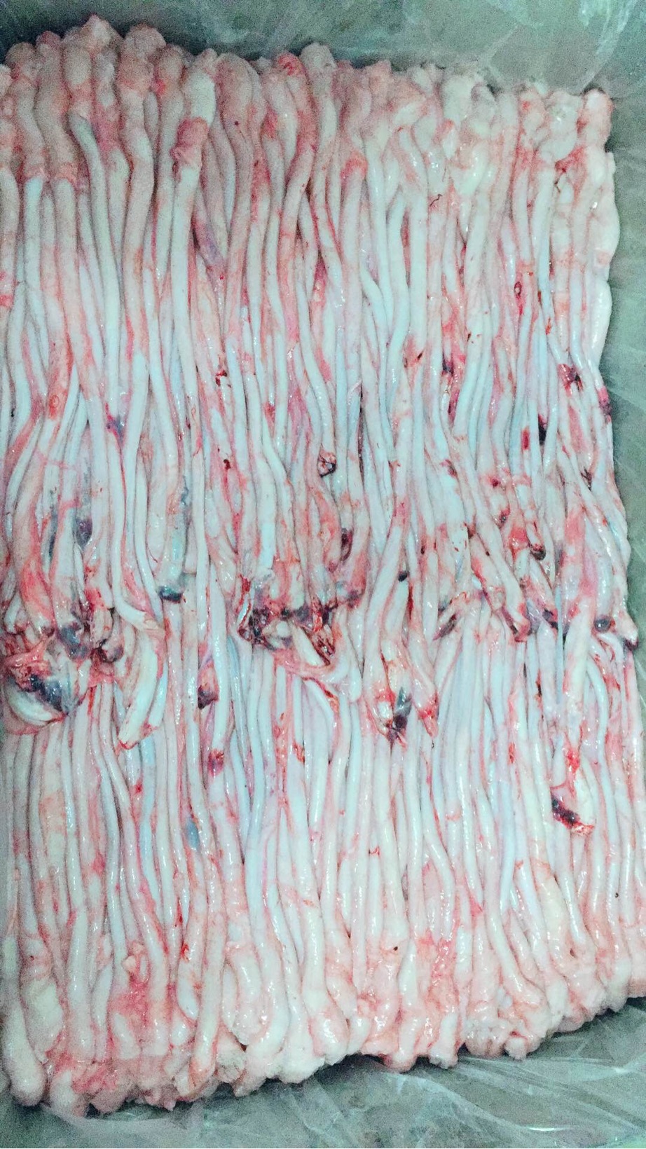 猪鞭