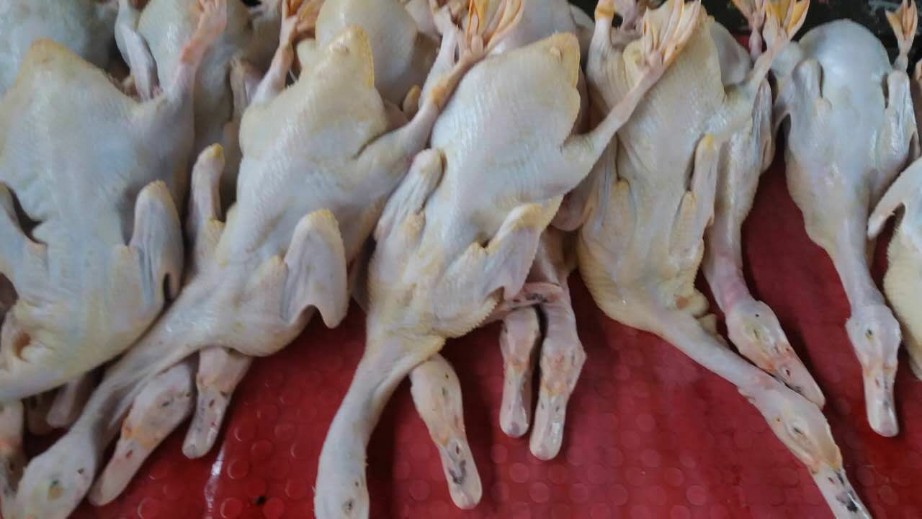 半番鸭批发广东广州市半番鸭价格_肉交所