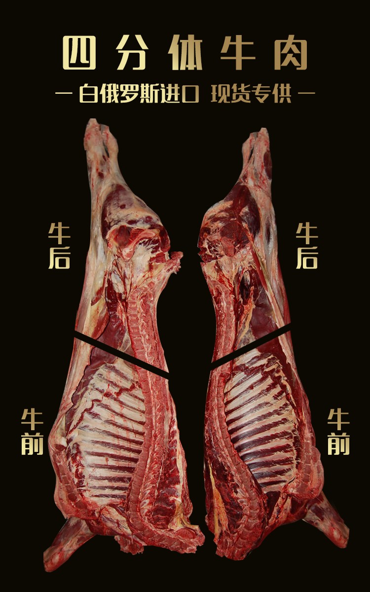 白俄公牛四分体