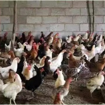 湖南撲殺1.7萬只家禽！兩地連發5起禽流感疫情，養殖戶損失巨大！