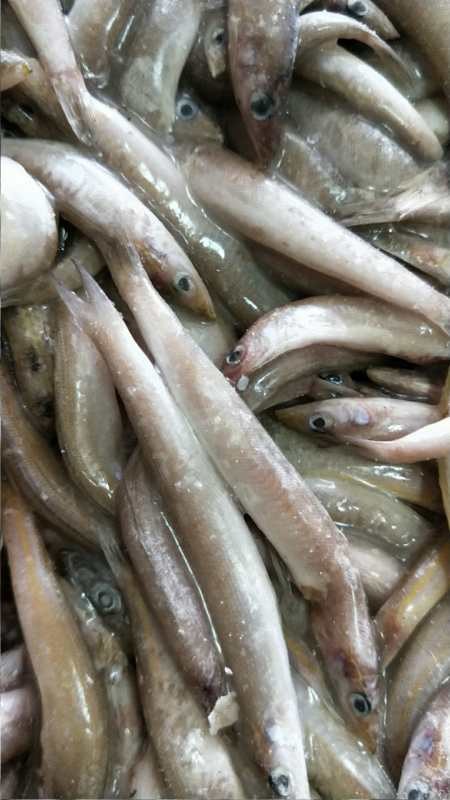 沙柳鱼海泥鳅