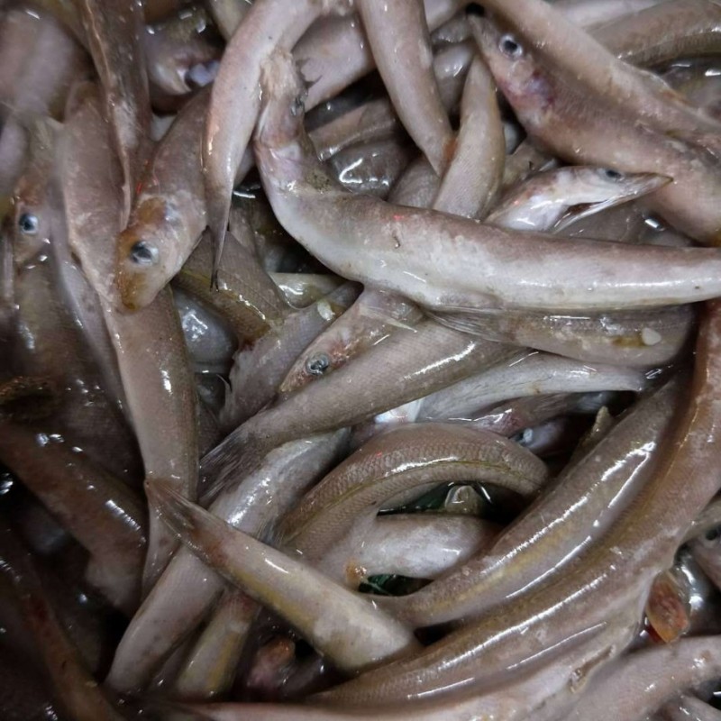沙柳鱼海泥鳅
