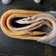 印尼黄鳗鱼