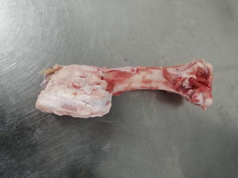 后腿骨