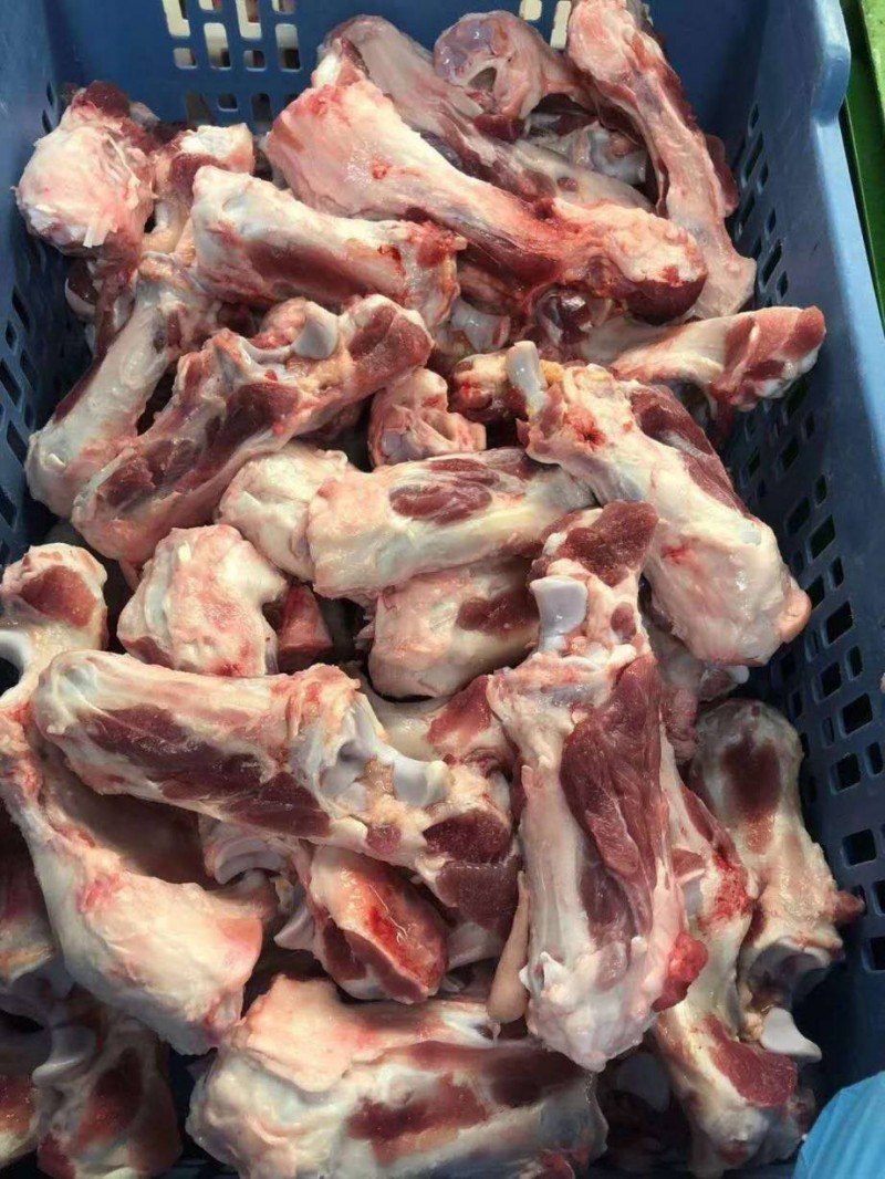 285后肘骨