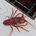 活体红岩龙虾