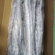 条冻带鱼