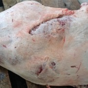 206大羊后腿