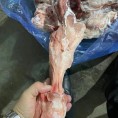 母猪带肉后腿骨