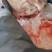 肥猪带耳头