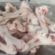 母猪前后腿骨