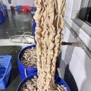 特级去油大肠鲜货
