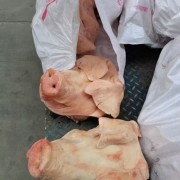一级母猪头