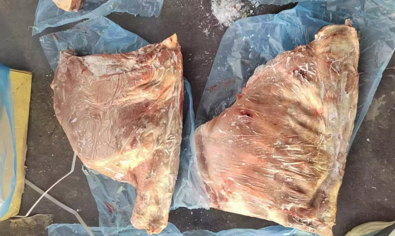 老羊六分体 58厂