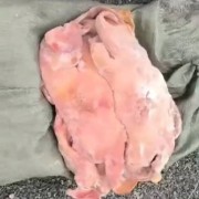 肥猪一级面具