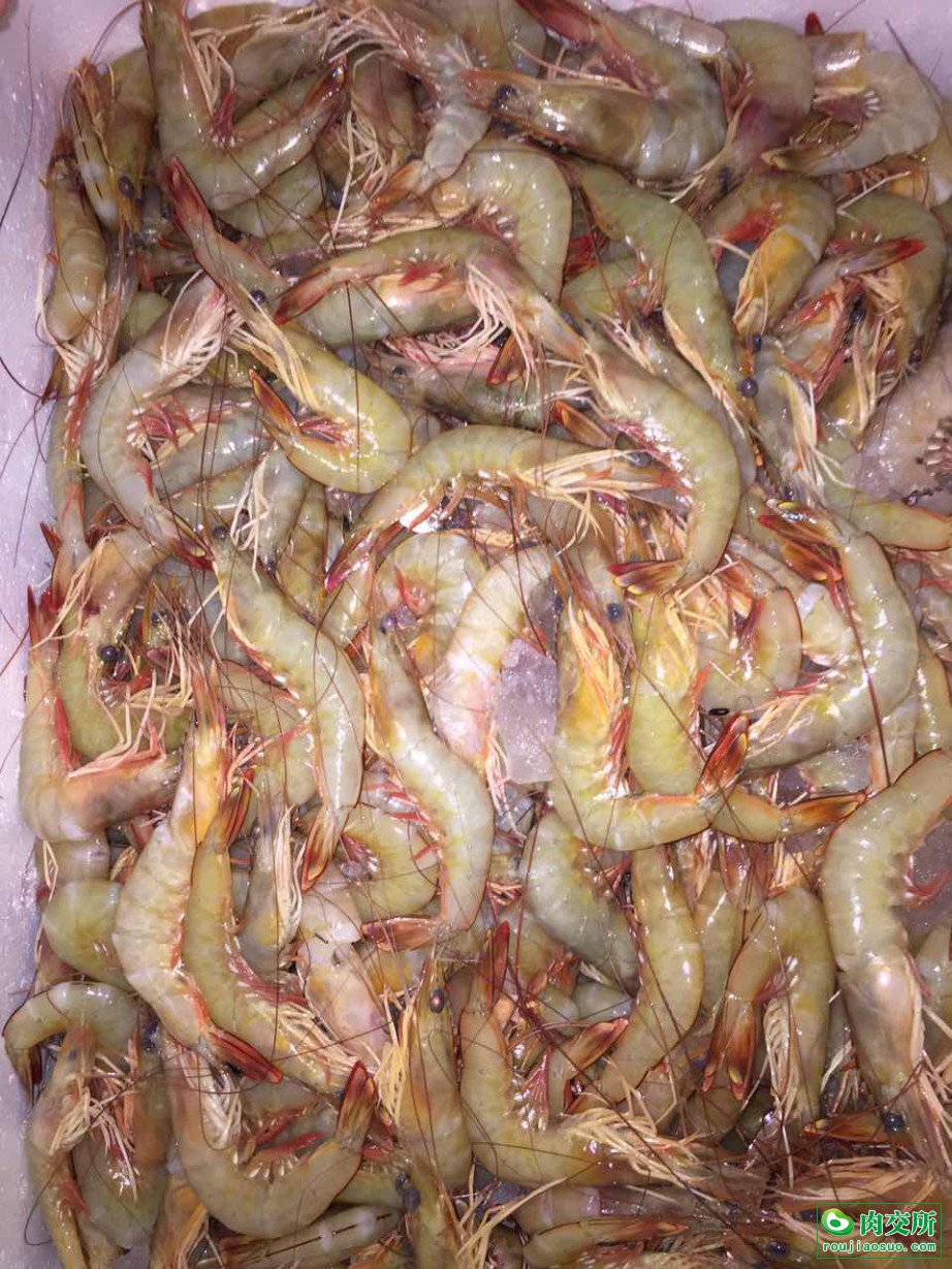 北海冰鲜鱼批发广西北海市北海冰鲜鱼价格_肉交所