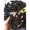 俄罗斯海参