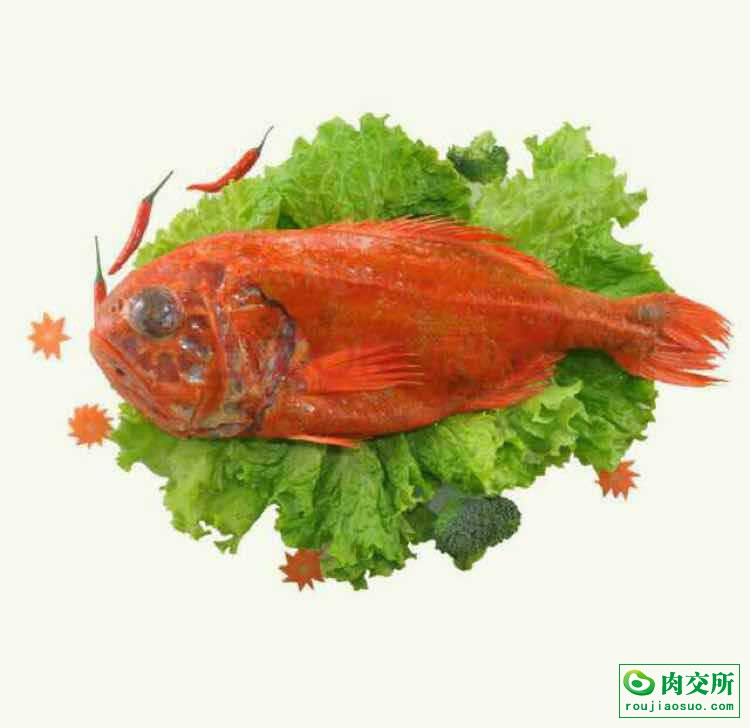 长寿鱼批发山东青岛市长寿鱼价格_肉交所