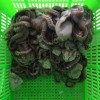 北朝鲜小章鱼原料