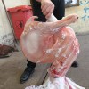 山羊白条（酮体）