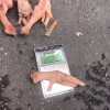 鸡爪
