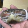 软壳蟹