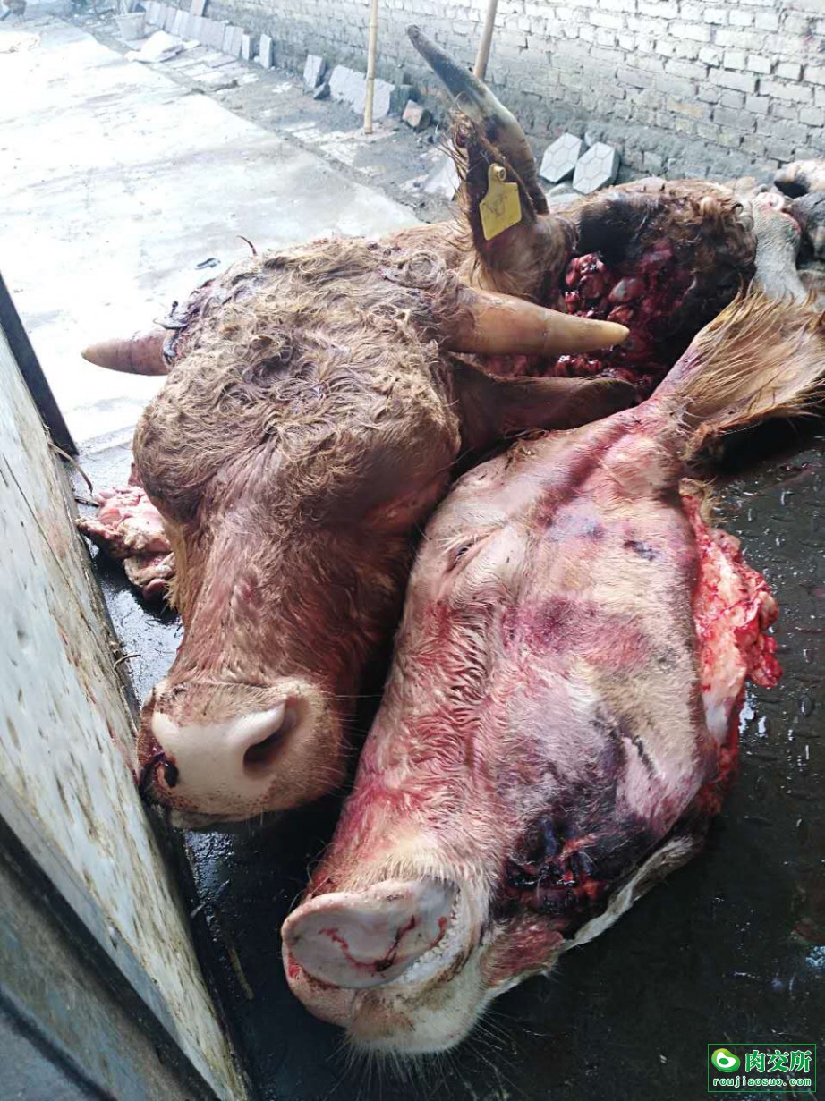 东北黄牛熟牛头