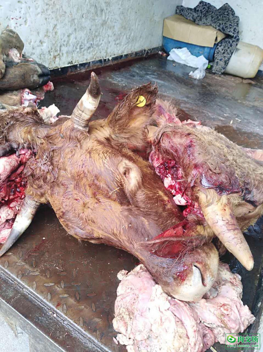 东北黄牛熟牛头