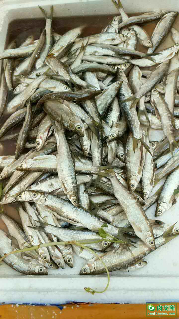 蓝刀鱼批发广西百色市蓝刀鱼价格_肉交所