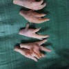 老鸡爪