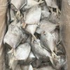 吕四小鲳鱼