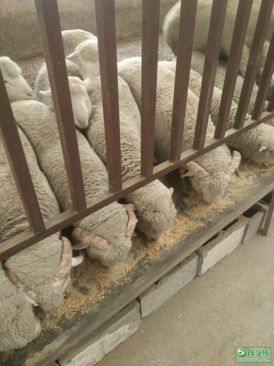 细毛羊批发甘肃酒泉市细毛羊价格_肉交所