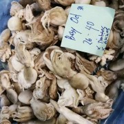 章鱼仔原料