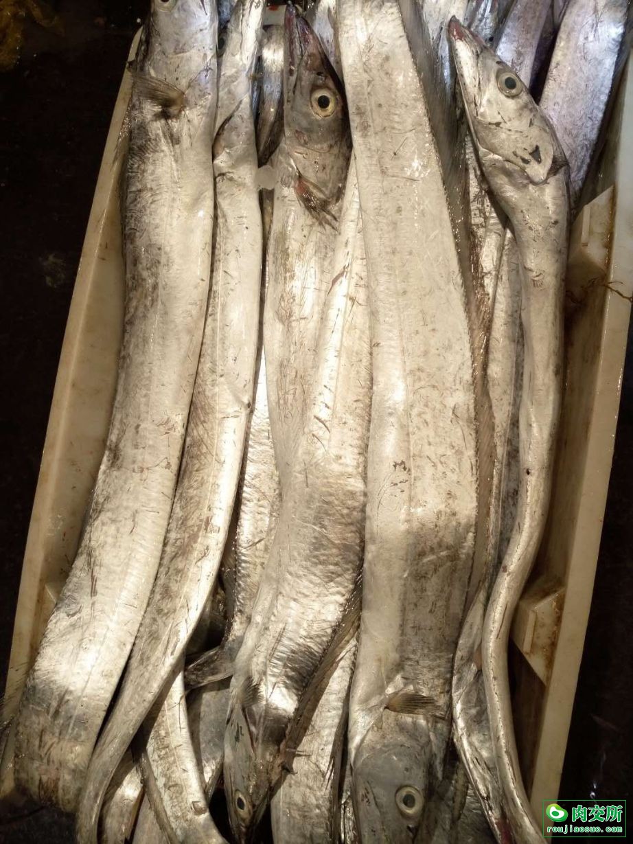 新鲜本地带鱼,批发浙江温州市新鲜本地带鱼,价格_肉交所