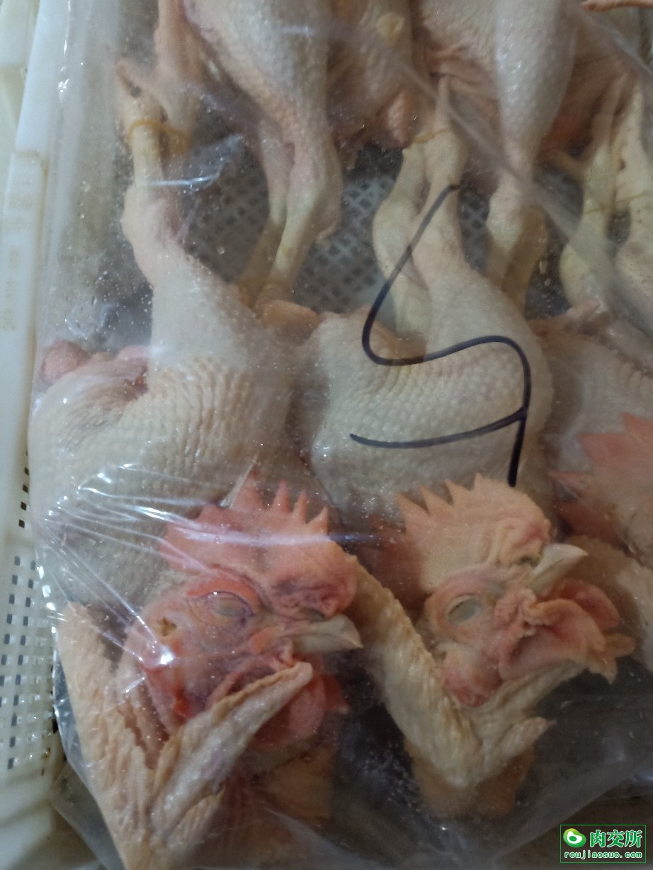 乌鸡麻鸡公鸡白条