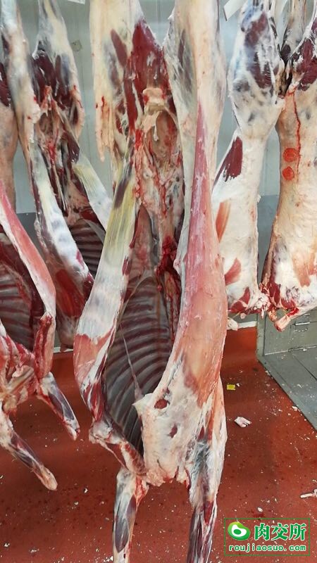 澳洲进口羊肉批发山东青岛市澳洲进口羊肉价格_肉交所