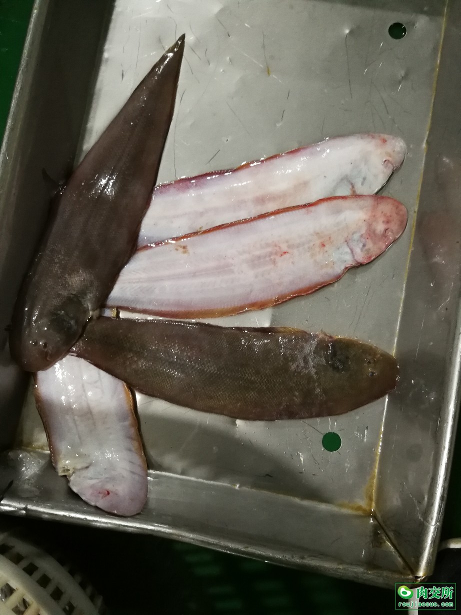 鳎鱼批发山东潍坊市鳎鱼价格_肉交所