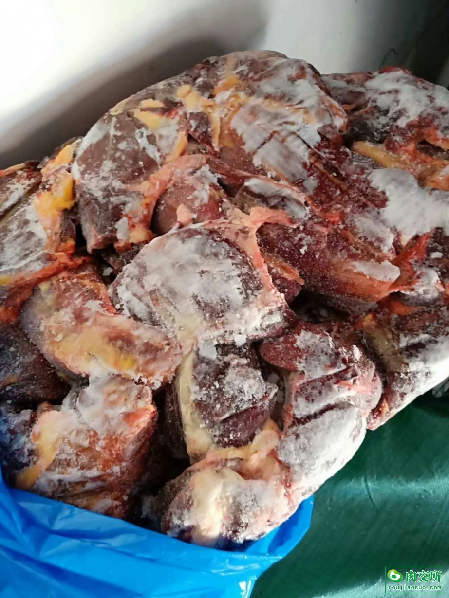 蒙古马前腿带腱子