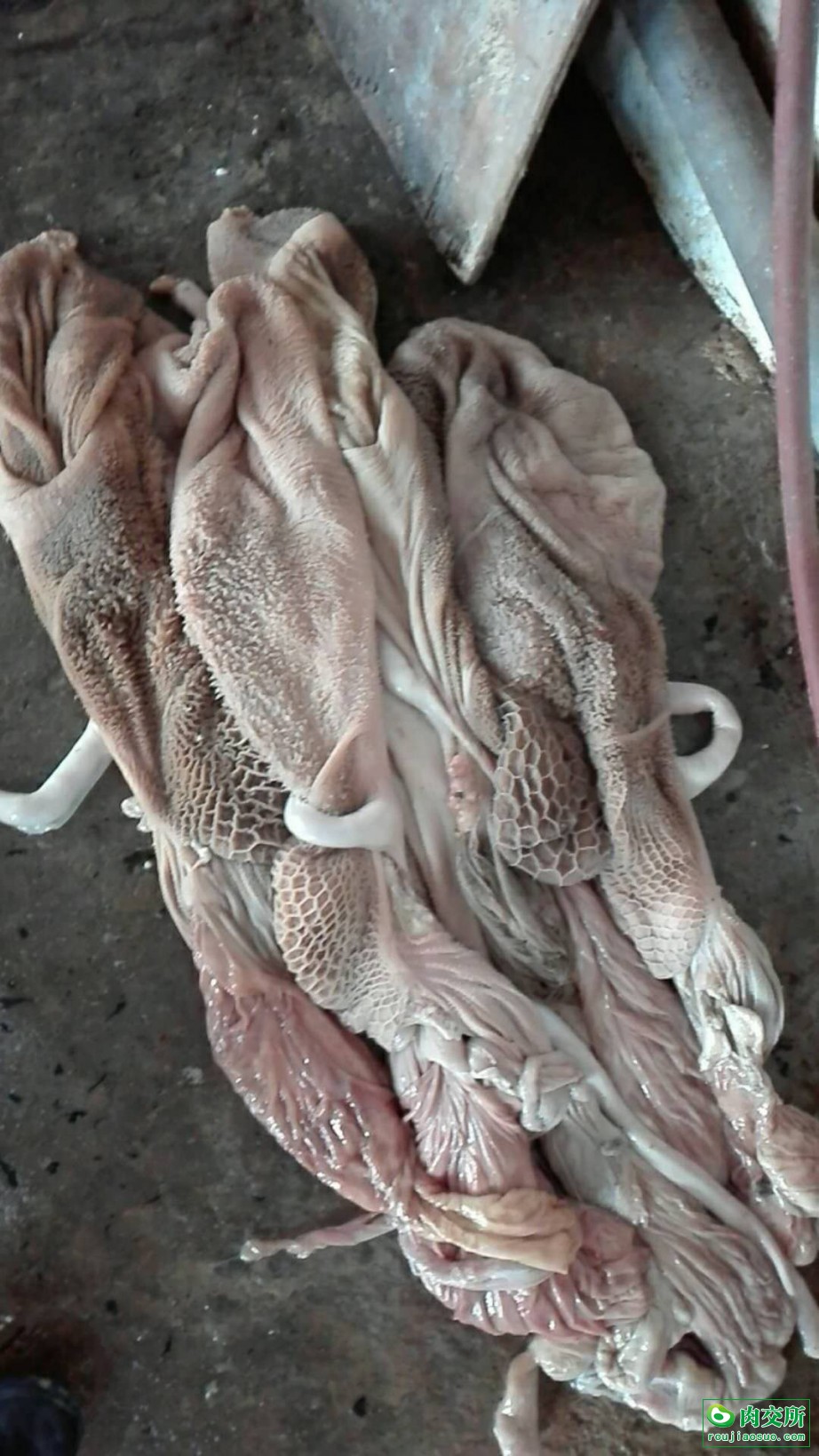 羊肚子