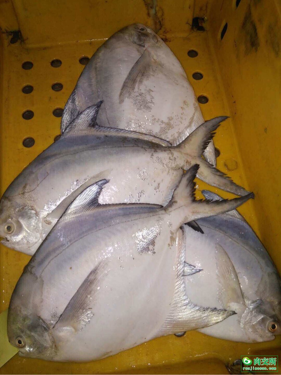 首页 供应 水产品 海水鱼类 白鲳