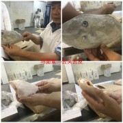 马面鱼