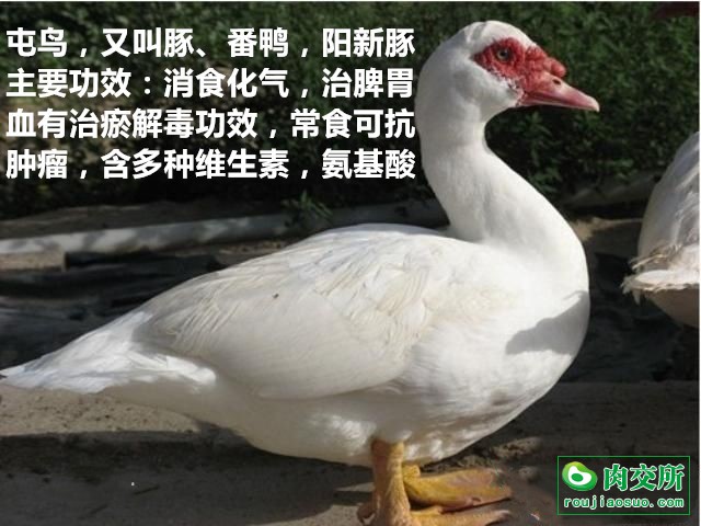 番鸭阳新豚