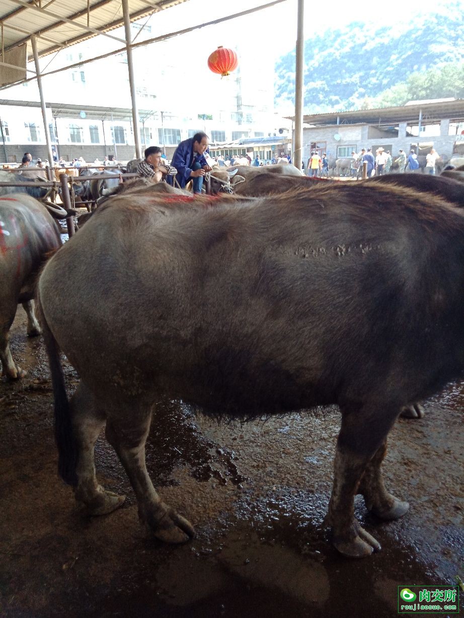 水牛批发贵州贵阳市水牛价格_肉交所