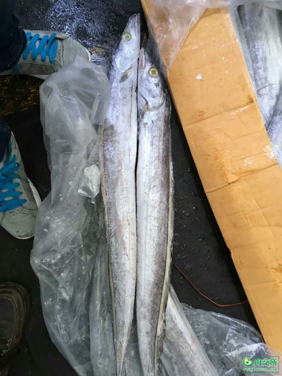 带鱼批发福建福州市带鱼价格_肉交所