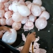 干猪小肚皮